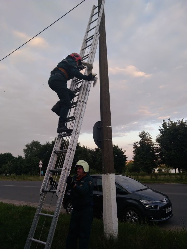 В Брестской области спасатели спасли застрявшую чайку