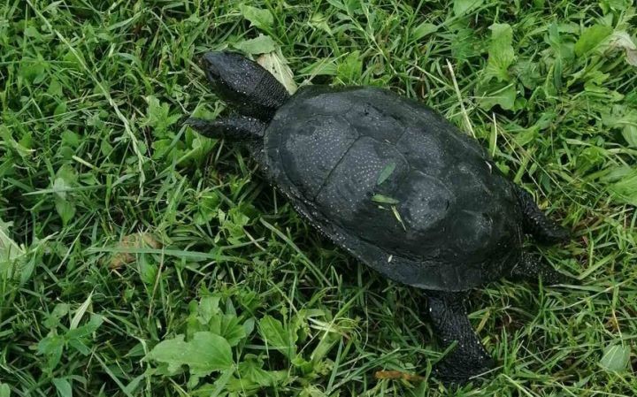 В Брестской области нашли редкую черепаху