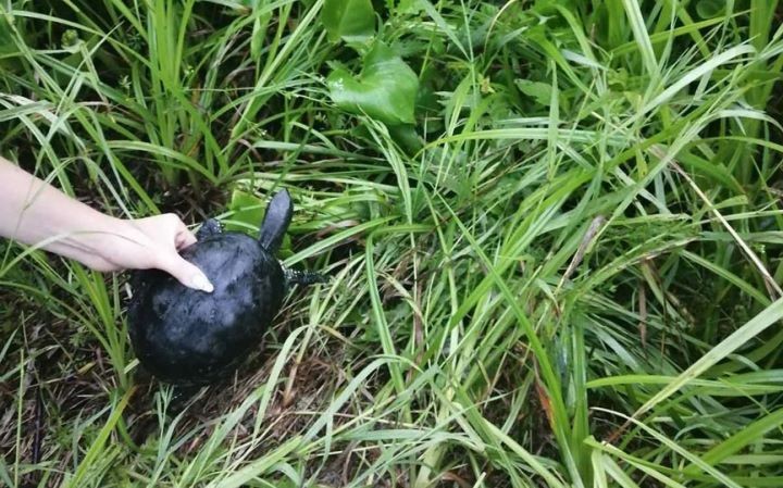В Брестской области нашли редкую черепаху