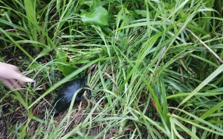 В Брестской области нашли редкую черепаху