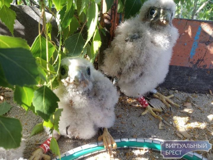 «Краснокнижные» пустельги обживают Малориту