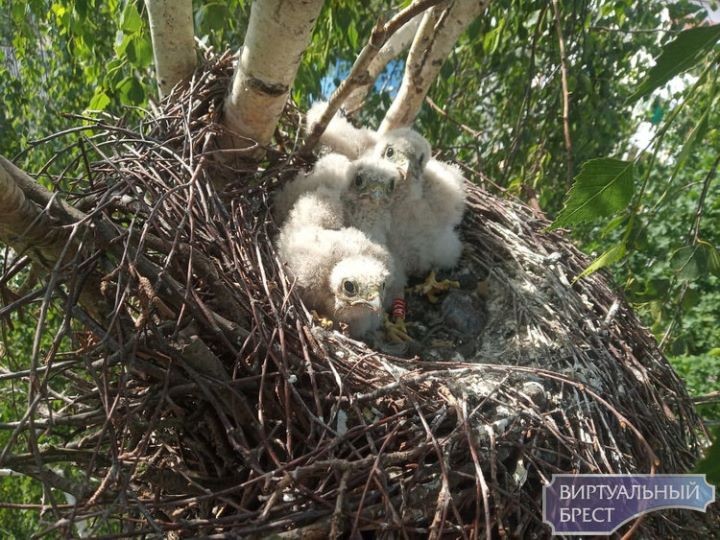 «Краснокнижные» пустельги обживают Малориту