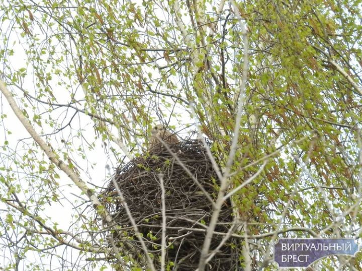 «Краснокнижные» пустельги обживают Малориту