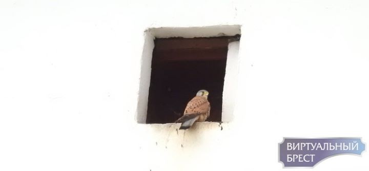 «Краснокнижные» пустельги обживают Малориту