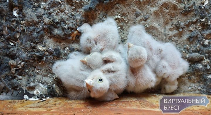 «Краснокнижные» пустельги обживают Малориту