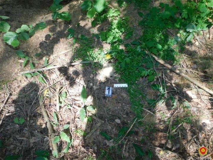 В Каменецком районе, в лесу, обнаружен фрагмент черепа времен ВОВ