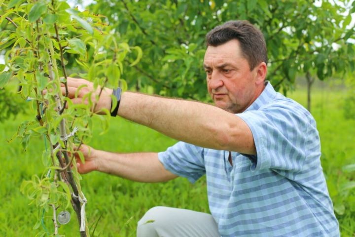 Селекционер из Высокого: «На одно дерево приходится по 10 – 15 сортов яблок»