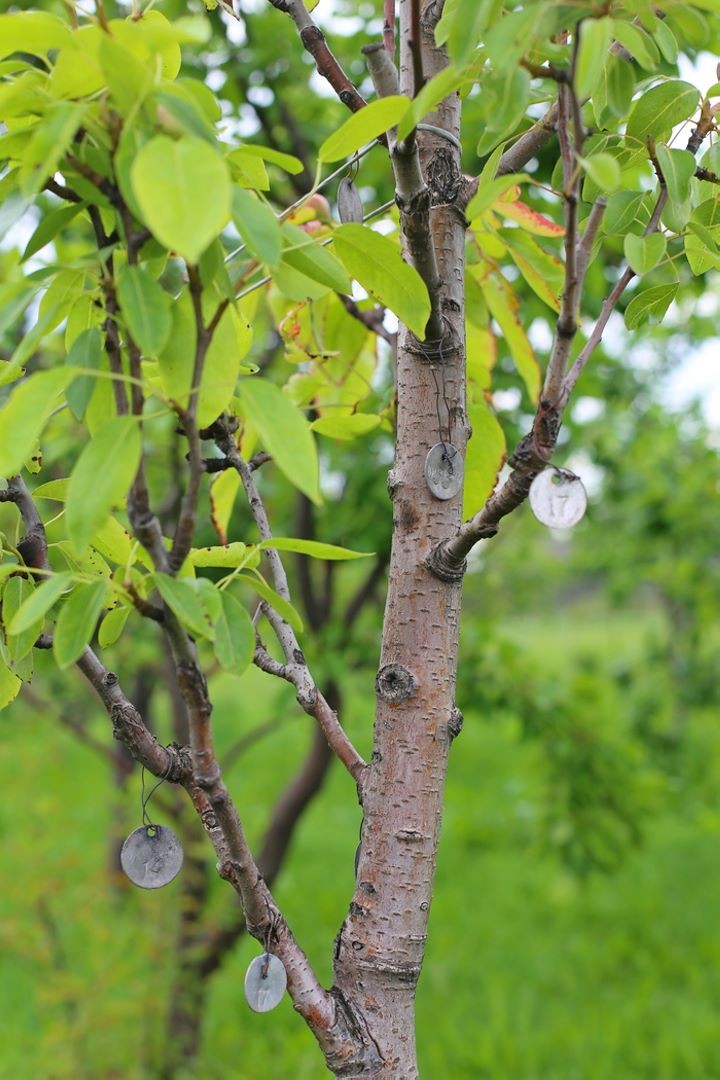 Селекционер из Высокого: «На одно дерево приходится по 10 – 15 сортов яблок»