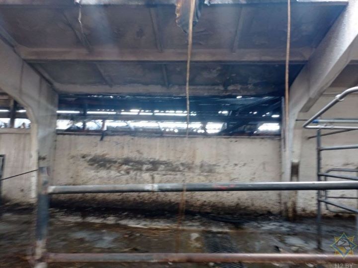 В Брестской области горел телятник. Погибли 18 телят