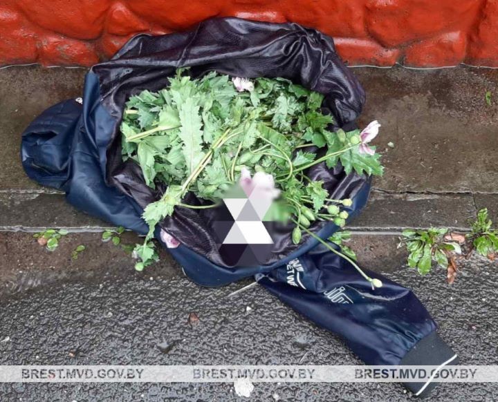 Житель Барановичей попался с ворованной маковой соломкой