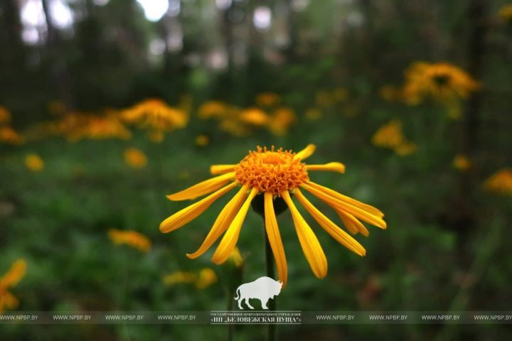 В Беловежской пуще зацвел редкий солнечный цветок
