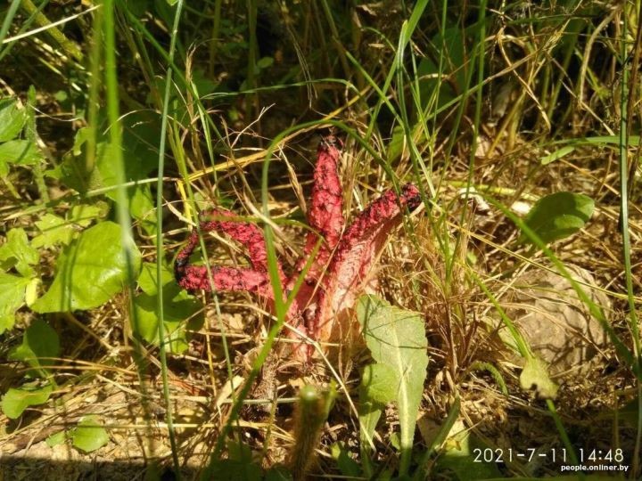 «Жуткий запах, будто в огороде умерла кошка или собака». В Беларуси впервые нашли очень редкий гриб — «пальцы дьявола»