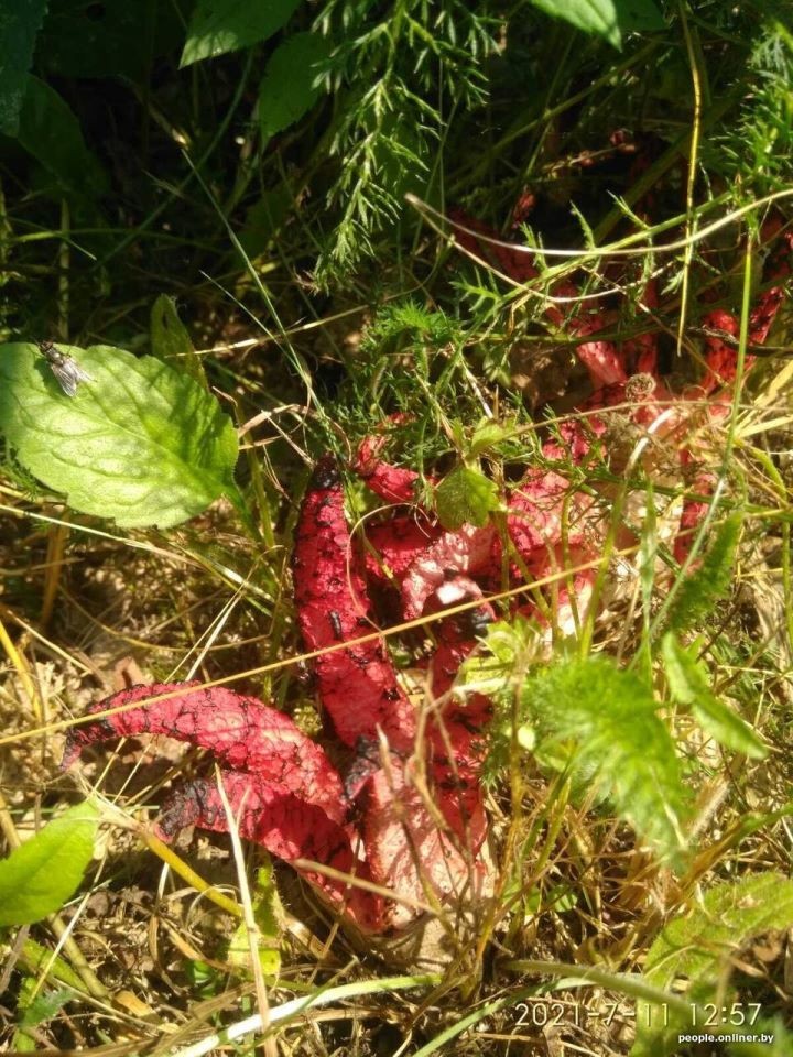 «Жуткий запах, будто в огороде умерла кошка или собака». В Беларуси впервые нашли очень редкий гриб — «пальцы дьявола»