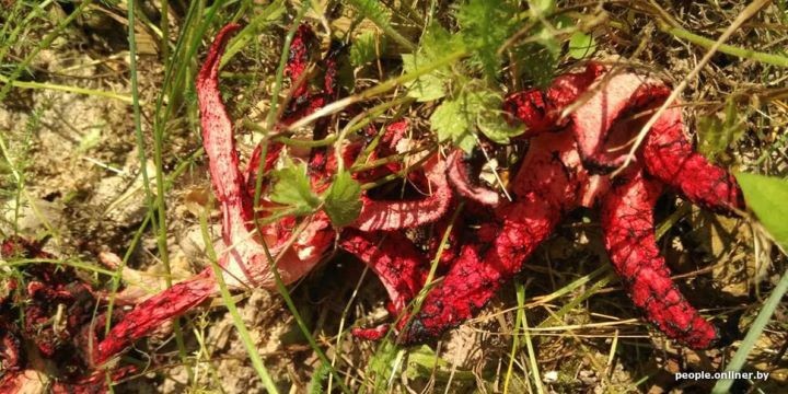 «Жуткий запах, будто в огороде умерла кошка или собака». В Беларуси впервые нашли очень редкий гриб — «пальцы дьявола»