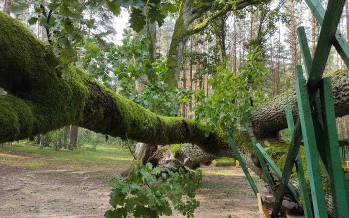 В Барановичском районе рухнул легендарный дуб