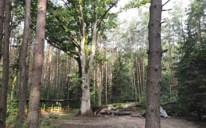 В Барановичском районе рухнул легендарный дуб