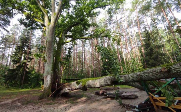 В Барановичском районе рухнул легендарный дуб