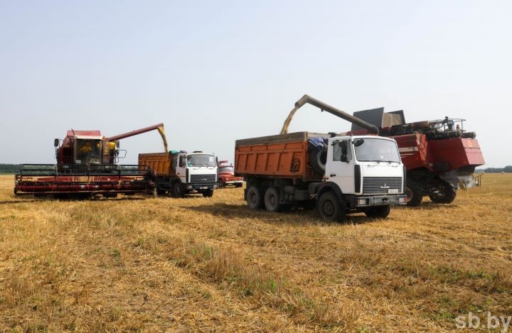 На Брестчине началась массовая жатва