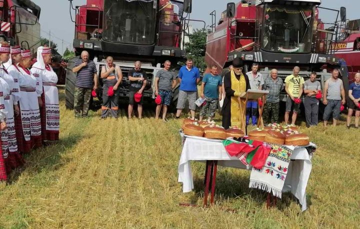 Брестская область. В «Видомлянском» прошли зажинки