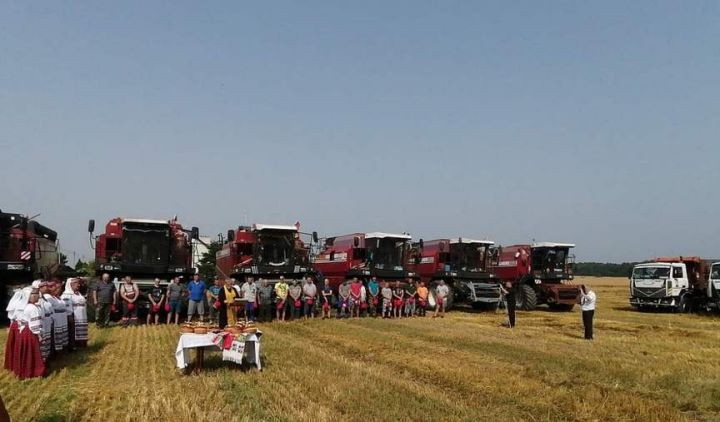 Брестская область. В «Видомлянском» прошли зажинки