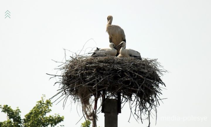 В Ольманах энергетики отдали аистам часть долга