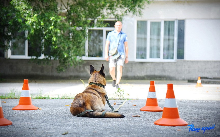 Кинологические соревнования в городе Барановичи. Фоторепортаж