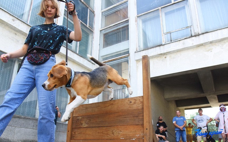 Кинологические соревнования в городе Барановичи. Фоторепортаж