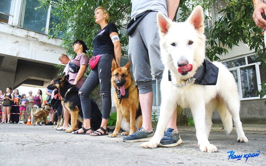 Кинологические соревнования в городе Барановичи. Фоторепортаж
