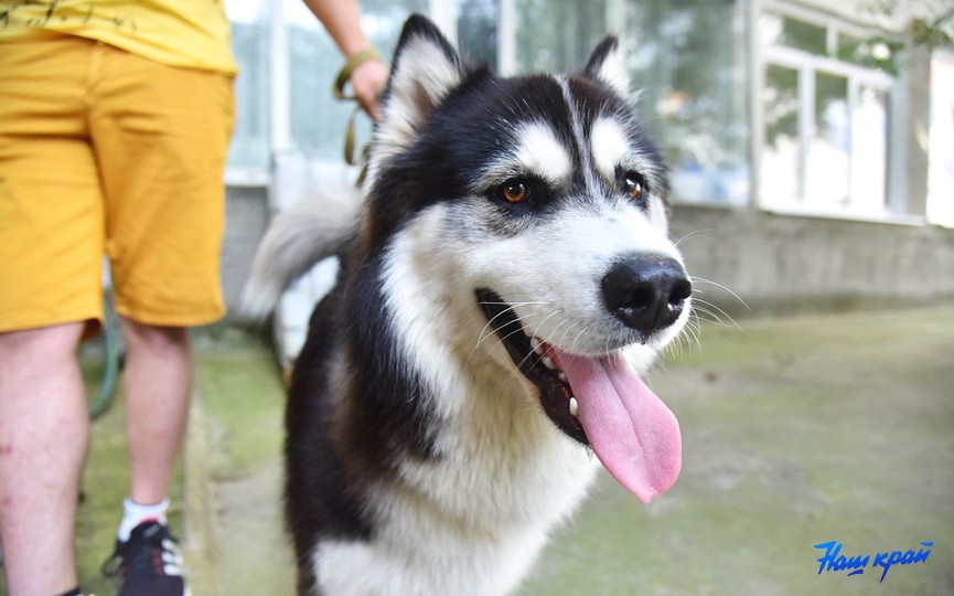 Кинологические соревнования в городе Барановичи. Фоторепортаж