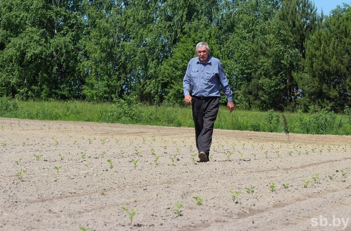 Дрогичинский район все увереннее осваивает промышленное выращивание арбузов