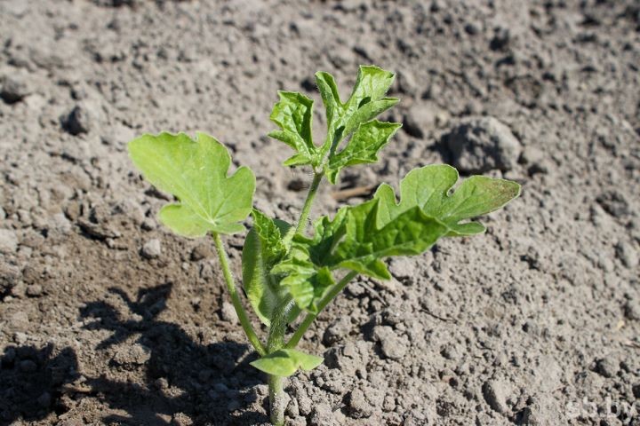 Дрогичинский район все увереннее осваивает промышленное выращивание арбузов