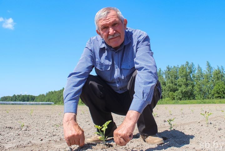 Дрогичинский район все увереннее осваивает промышленное выращивание арбузов