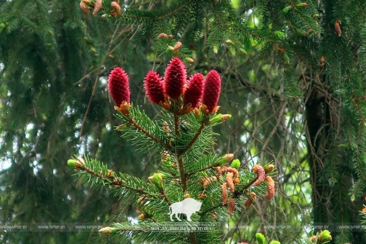 Посмотрите, как в июне в Беловежской пуще «цветут» ели