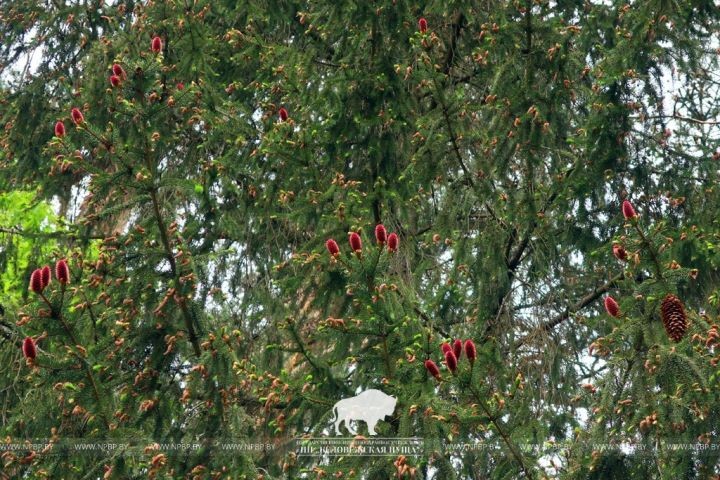 Посмотрите, как в июне в Беловежской пуще «цветут» ели