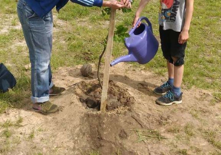 В Бресте сейчас высажено более семи тысяч молодых деревьев