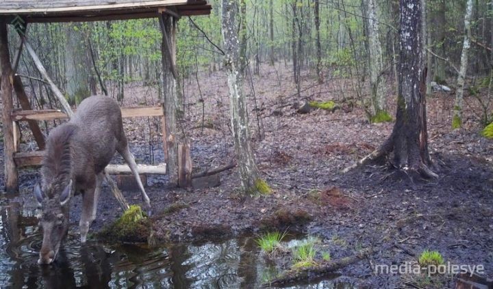 Кто попал в объектив фотоловушек