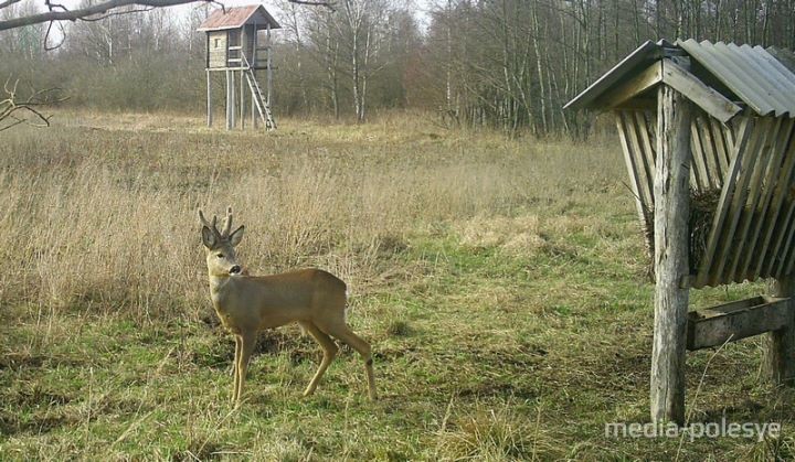 Кто попал в объектив фотоловушек