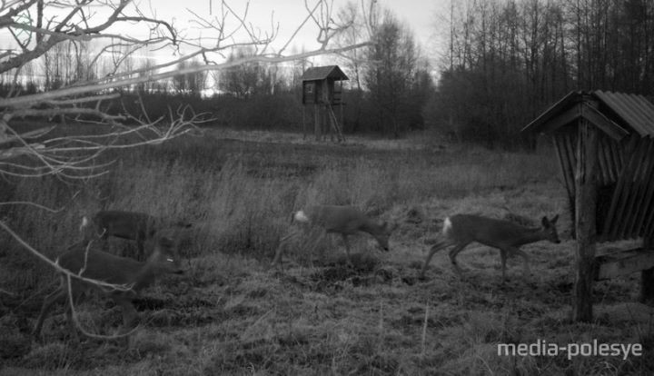 Кто попал в объектив фотоловушек