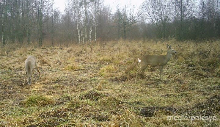 Кто попал в объектив фотоловушек