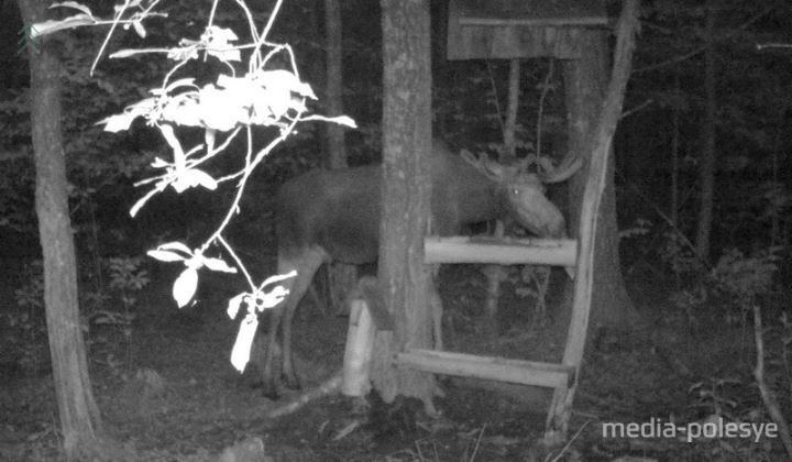 Кто попал в объектив фотоловушек