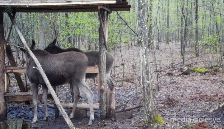 Кто попал в объектив фотоловушек