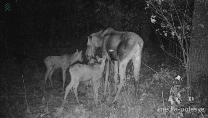 Кто попал в объектив фотоловушек