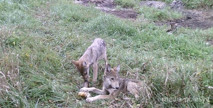 Кто попал в объектив фотоловушек