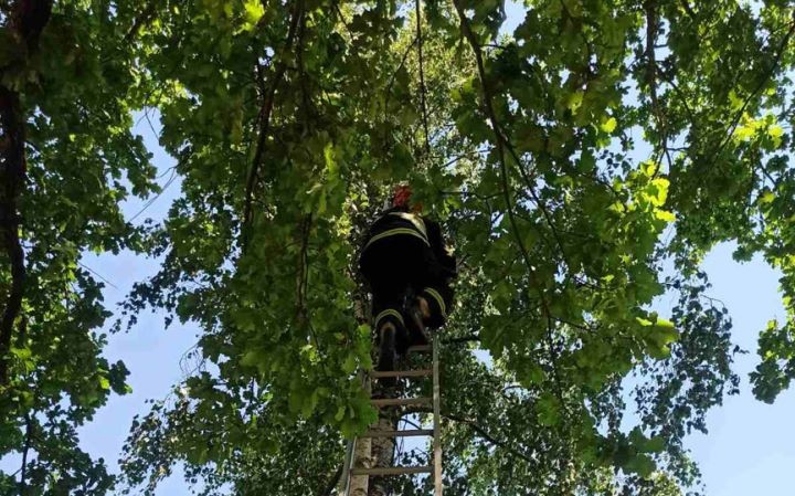 Почти два дня просидела кошка на дереве в Барановичах. Как ее спасли