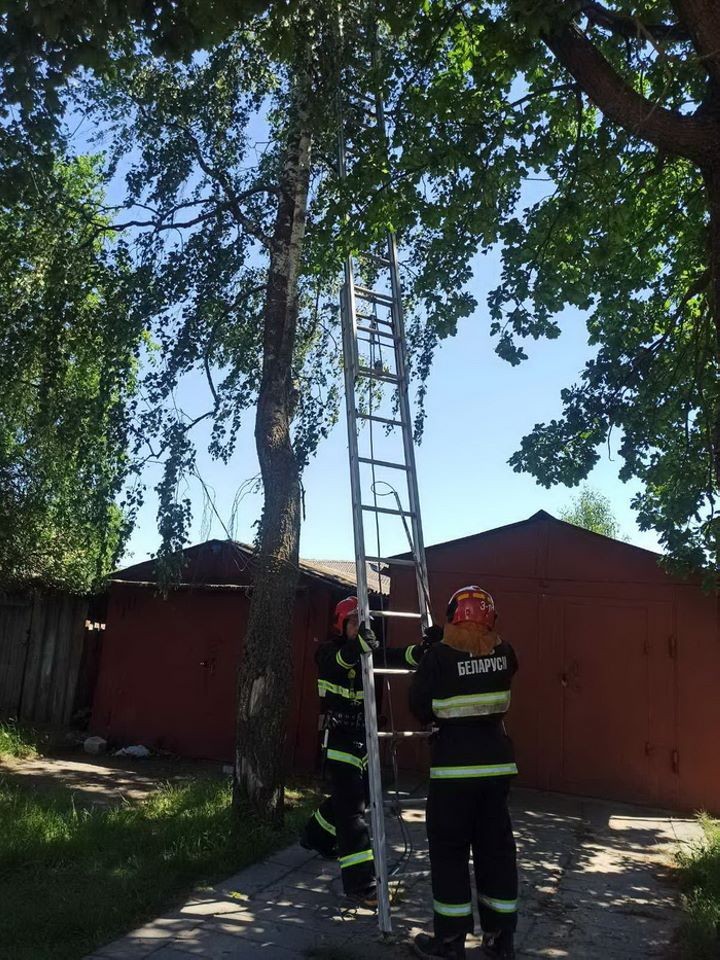 Почти два дня просидела кошка на дереве в Барановичах. Как ее спасли