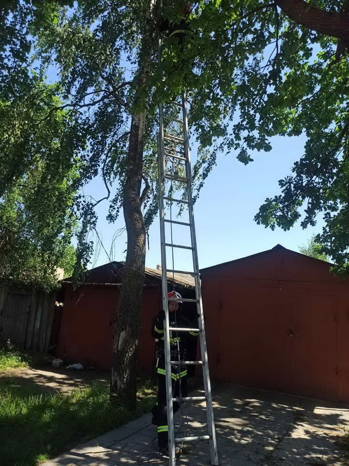 Почти два дня просидела кошка на дереве в Барановичах. Как ее спасли