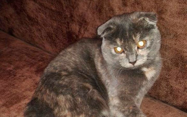 Почти два дня просидела кошка на дереве в Барановичах. Как ее спасли