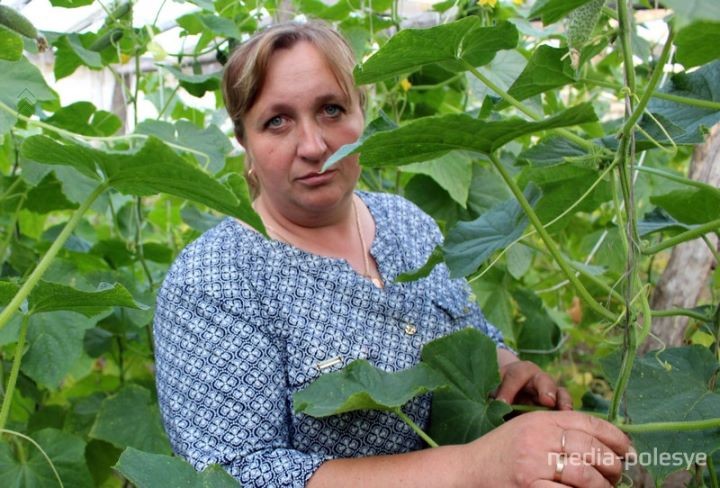 Выращивание огурцов