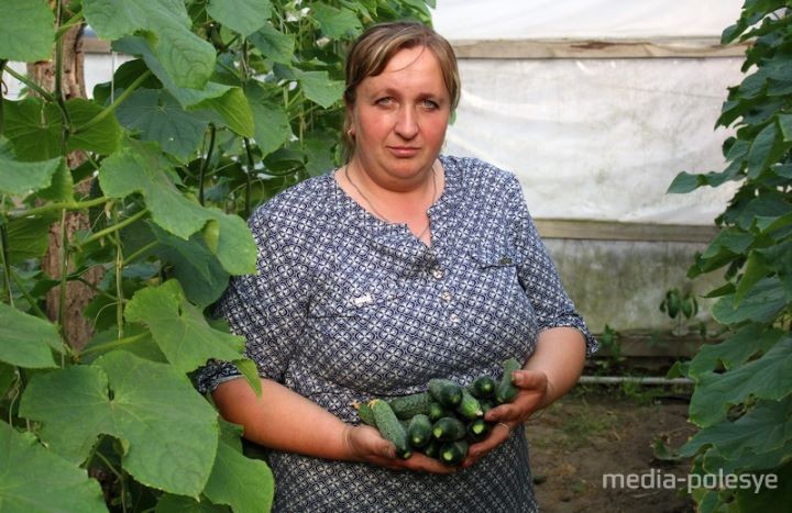 Выращивание огурцов