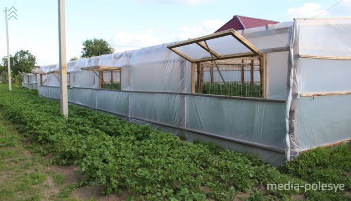 Выращивание огурцов